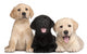 Three Labrador Puppies 7