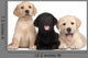 Three Labrador Puppies 7