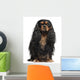 Cavalier King Charles Spaniel, 2 years old, in front of white ba Wall Decal