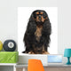 Cavalier King Charles Spaniel, 2 years old, in front of white ba Wall Decal