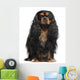 Cavalier King Charles Spaniel, 2 years old, in front of white ba Wall Decal