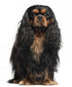 Cavalier King Charles Spaniel, 2 years old, in front of white ba Wall Decal