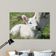 lamb & mother Wall Mural