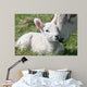 lamb & mother Wall Mural