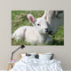 lamb & mother Wall Mural