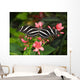 Zebra Longwing Wall Mural