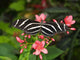 Zebra Longwing Wall Mural