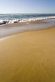 Wild Coast Wall Decal