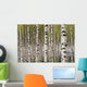 Birch Trees Wall Mural