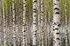 Birch Trees Wall Mural