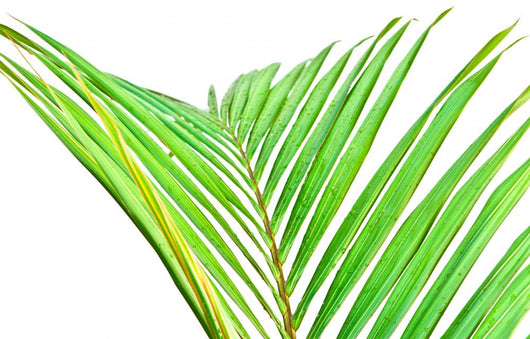 Palme Verte Sur Fond Wall Mural