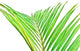 Palme Verte Sur Fond Wall Mural