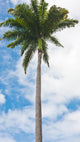 Royal Palm Wall Mural