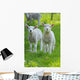 Easter lambs Wall Decal