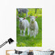 Easter lambs Wall Decal
