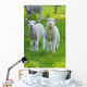 Easter lambs Wall Decal