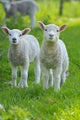 Easter lambs Wall Decal