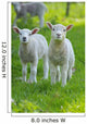 Easter lambs Wall Decal