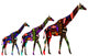 African Giraffes Wall Decal