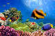 Marine Life on the Coral Reef Wall Mural