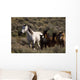 Wild Horses and Young
