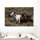Wild Horses and Young