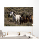 Wild Horses and Young