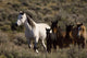 Wild Horses and Young