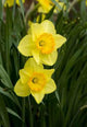 Daffodils Wall Decal