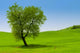 Single Tree