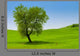 Single Tree