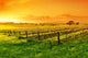Vineyard Sunrise Wall Decal
