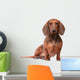 Dachshund Dog over White Wall Decal