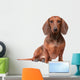 Dachshund Dog over White Wall Decal