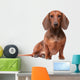 Dachshund Dog over White Wall Decal