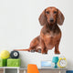 Dachshund Dog over White Wall Decal