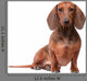 Dachshund Dog over White Wall Decal