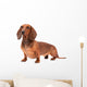 Dachshund Dog isolated over white background Wall Decal