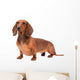 Dachshund Dog isolated over white background Wall Decal
