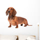 Dachshund Dog isolated over white background Wall Decal