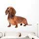 Dachshund Dog isolated over white background Wall Decal