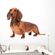 Dachshund Dog isolated over white background Wall Decal
