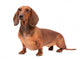 Dachshund Dog isolated over white background Wall Decal