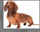 Dachshund Dog isolated over white background Wall Decal