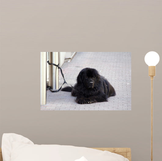 Chien