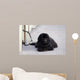 Chien