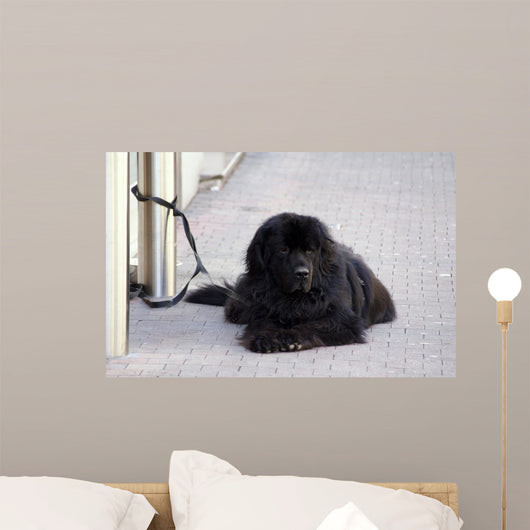 Chien