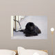 Chien