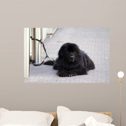 Chien