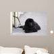Chien